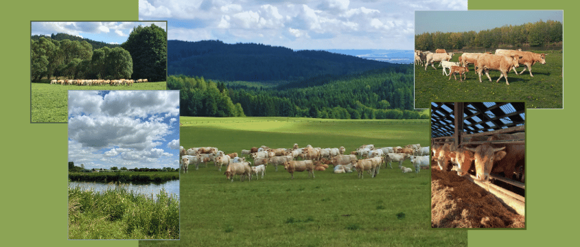 Palmesteyn richtlijnen